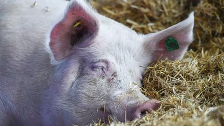 Schwein gehabt, ein Synonym fürs Glück