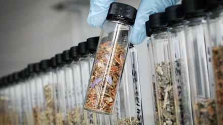 Von wegen harmlos. Immer mehr Menschen sterben an psychoaktiven Stoffen in Kräutermischungen.