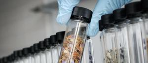 Von wegen harmlos. Immer mehr Menschen sterben an psychoaktiven Stoffen in Kräutermischungen.