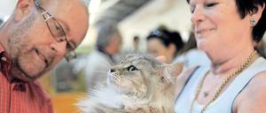 Wenn Menschen im Job nicht miteinander klar kommen, können Gemeinsamkeiten Abhilfe schaffen – etwa die Liebe zu Katzen.