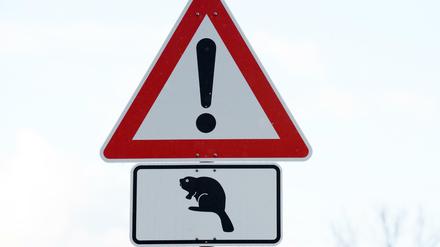 Vorsicht, Biber kreuzt.