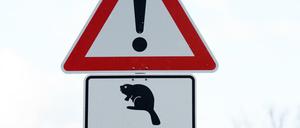 Vorsicht, Biber kreuzt.