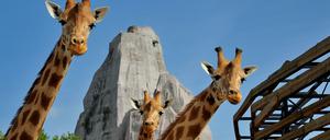 Die Giraffenherde gehört zu den Attraktionen der Einrichtung.
