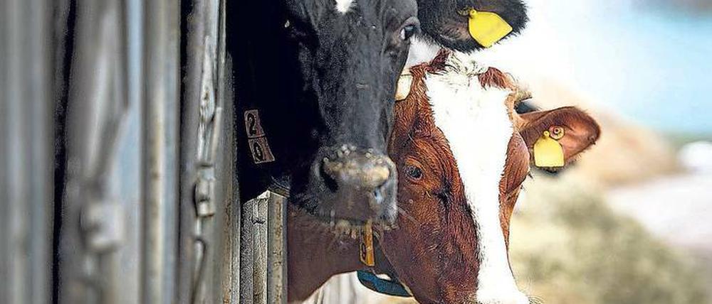 Zwei von 4,2 Millionen: Doch die deutschen Kühe haben Konkurrenz. Viele Milchprodukte kommen aus dem Ausland. 