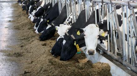 Konkurrenz für deutsche Milchkühe: 40 Prozent der in Deutschland verkauften Milchprodukte kommen von unseren europäischen Nachbarländern.