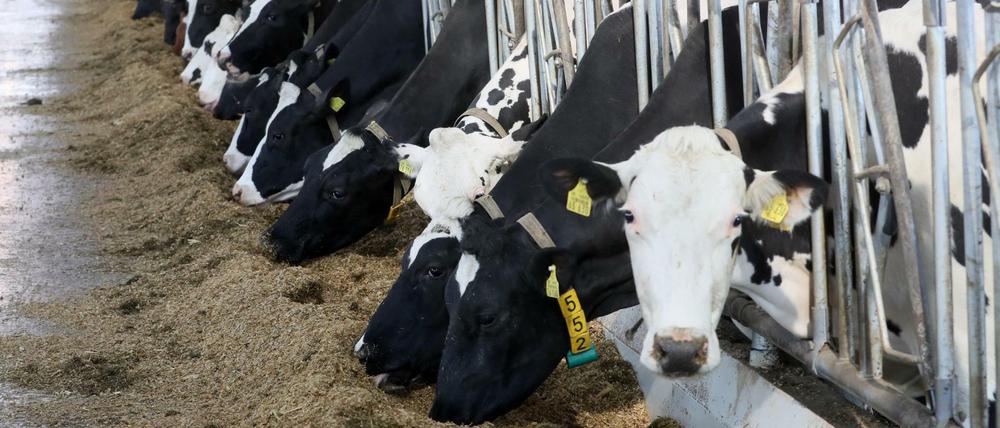 Konkurrenz für deutsche Milchkühe: 40 Prozent der in Deutschland verkauften Milchprodukte kommen von unseren europäischen Nachbarländern.