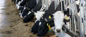 Konkurrenz für deutsche Milchkühe: 40 Prozent der in Deutschland verkauften Milchprodukte kommen von unseren europäischen Nachbarländern. 