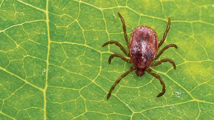 Vorsicht, bissig. Die Zahl der registrierten Borreliose-Erkrankungen hat in Brandenburg in den vergangenen Jahren zugenommen. 