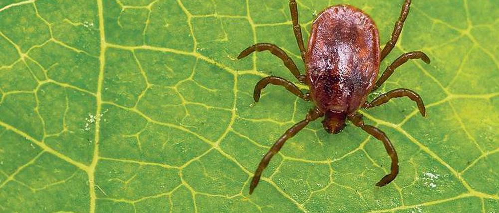Vorsicht, bissig. Die Zahl der registrierten Borreliose-Erkrankungen hat in Brandenburg in den vergangenen Jahren zugenommen. 