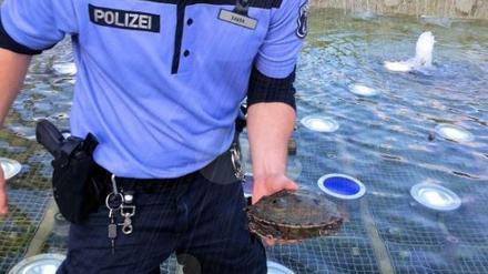 Eine Schildkröte hatte sich an den Fernsehturm verirrt. Dieser Streifenpolizist holte das Tier aus dem Wasser.
