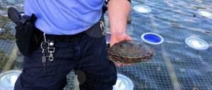Eine Schildkröte hatte sich an den Fernsehturm verirrt. Dieser Streifenpolizist holte das Tier aus dem Wasser.