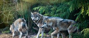 Welch majestätischer Anblick - doch gesehen hat die Wölfe in Potsdam bisher noch niemand. 