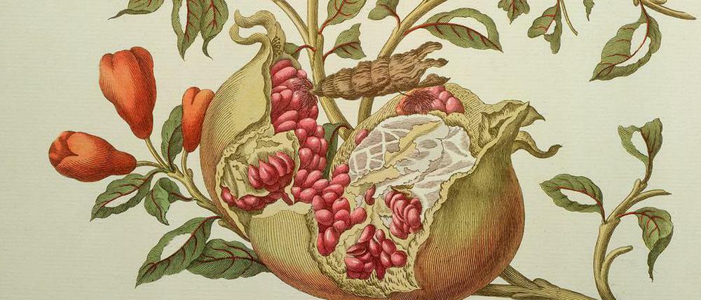 Sie sah genau hin: Der Kupferstich "Granatapfel und Schmetterlinge" von Maria Sibylla Merian.