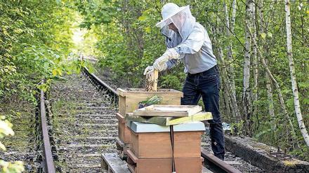 Hobby-Imker Karsten Schischke durfte die Völker auf einem alten Gleis abstellen.