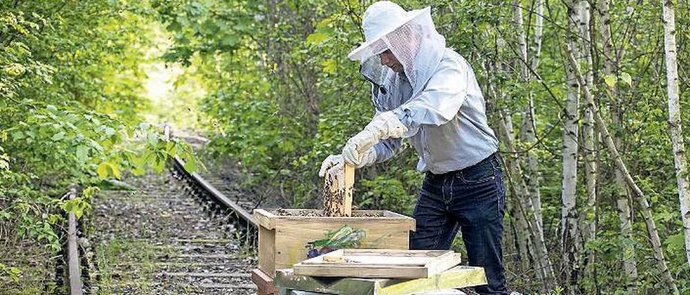 Hobby-Imker Karsten Schischke durfte die Völker auf einem alten Gleis abstellen.