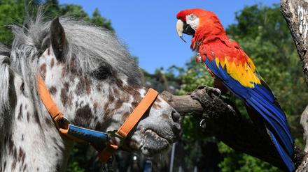 Der aus einem Pippi-Langstrumpf-Film bekannte Ara-Papagei «Rosalinda» im Zoo Karlsruhe wurde 50 Jahre alt.