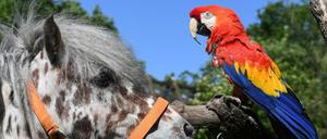 Der aus einem Pippi-Langstrumpf-Film bekannte Ara-Papagei «Rosalinda» im Zoo Karlsruhe wurde 50 Jahre alt. 