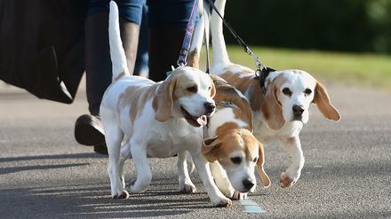 Hundehasser legen an beliebten Spazierstellen, wie Seen oder Parks, in Berlin immer wieder Giftköder aus. Im Frühling steigen die Meldungen.