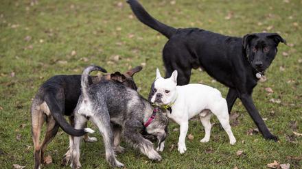 Spielende Hunde. (Symbolbild)