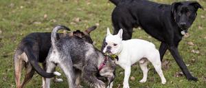 Spielende Hunde. (Symbolbild)