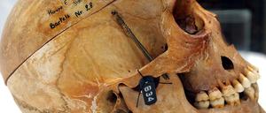 Späte Zeugen. Dieser Schädel wurde bereits 2011 zurückgegeben.  