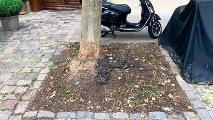 Diese Baumscheibe an der Belforter Straße ließ der Bezirk radikal abräumen.