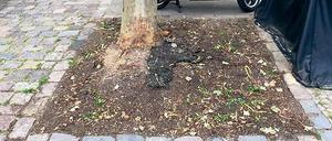 Diese Baumscheibe an der Belforter Straße ließ der Bezirk radikal abräumen.