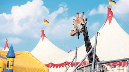 In Zukunft sollen Zirkusse keine Wildtiere wie Giraffen mehr anschaffen dürfen. 