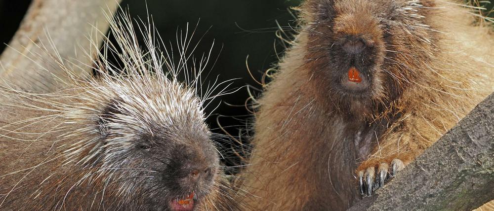 Die bekannteste Baumstachler-Art ist der Urson aus Nordamerika.