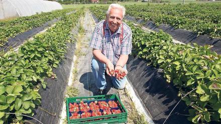 Früchte vom Feld. Auf dem Gelände von Obstbauer Günter Schultz hat die Erntesaison begonnen. 
