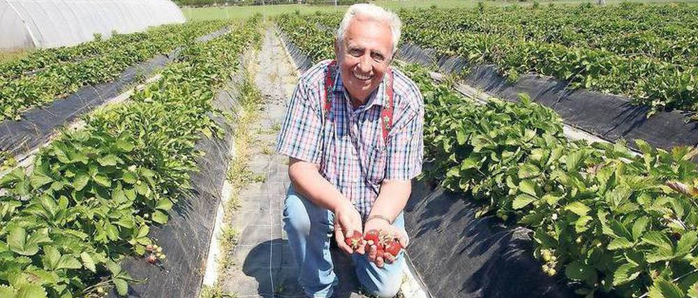 Früchte vom Feld. Auf dem Gelände von Obstbauer Günter Schultz hat die Erntesaison begonnen. 