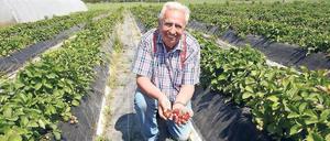 Früchte vom Feld. Auf dem Gelände von Obstbauer Günter Schultz hat die Erntesaison begonnen. 