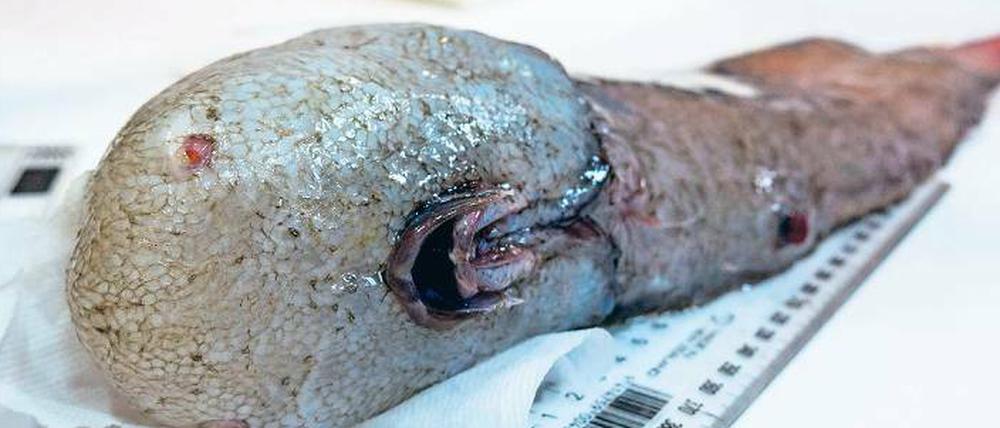 Augenlos. Der „Fisch ohne Gesicht“ wurde in 4000 Meter Tiefe entdeckt. 