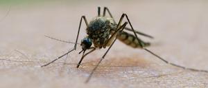 Ein warmer Frühsommer ist für Mücken ideal. 