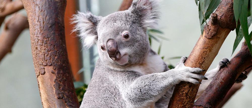 Wie niedlich. Ein Koala auf dem Baum.