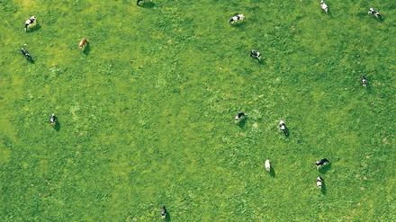 Lieber draußen: Milch von Kühen, die auf Weiden in der Region stehen, kann man teurer verkaufen. Das hilft den Bauern. 