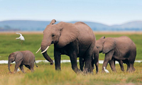 Pro Jahr werden 10.000 bis 15.000 afrikanische Elefanten von Wilderern getötet. Vor einigen Jahren war die Zahl mehr als doppelt so hoch.