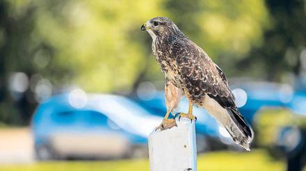 Der Mäusebussard ist ein Greifvogel, der in ganz Europa heimisch ist.