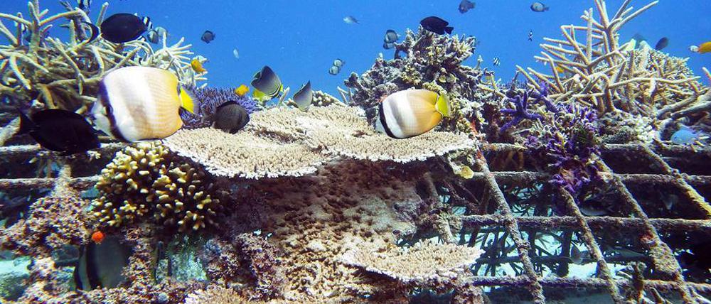 Durch versenkte Stahlgerüste fließt leichter Strom. Das hilft den Korallen.
