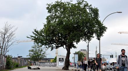 Bespuckt, bepinkelt und angezündet. Diesem Baum auf der Warschauer Straße ist nichts Menschliches fremd. 