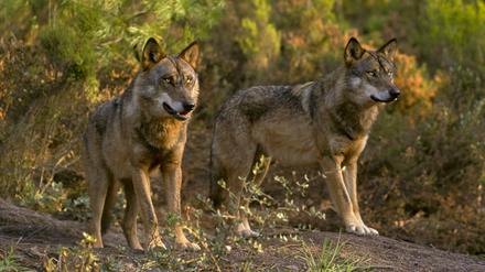 Die Bösen? Sie regen seit jeher die Fantasie der Menschen an, dabei sind Iberische Wölfe extrem scheu.