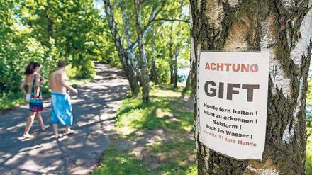 14 vergiftete Hunde am Tegeler See, Blaualgen am Seesaum und tote Wildtiere: Gibt es Zusammenhänge zwischen den Fällen?