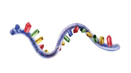 Universalmolekül: Verabreicht wird immer Ribonukleinsäure (RNS), erst die Abfolge der Bausteine entscheidet, welches Medikament im Körper daraus wird.