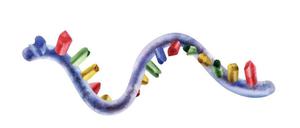 Universalmolekül: Verabreicht wird immer Ribonukleinsäure (RNS), erst die Abfolge der Bausteine entscheidet, welches Medikament im Körper daraus wird.