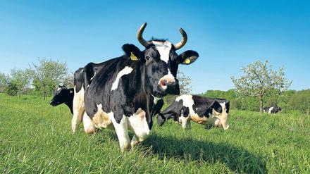 In der Gläsernen Molkerei in Münchehofe erfährt man alles über die Verarbeitung von Milch. 