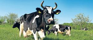 In der Gläsernen Molkerei in Münchehofe erfährt man alles über die Verarbeitung von Milch. 