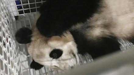 Bald sind die Pandas in Berlin.