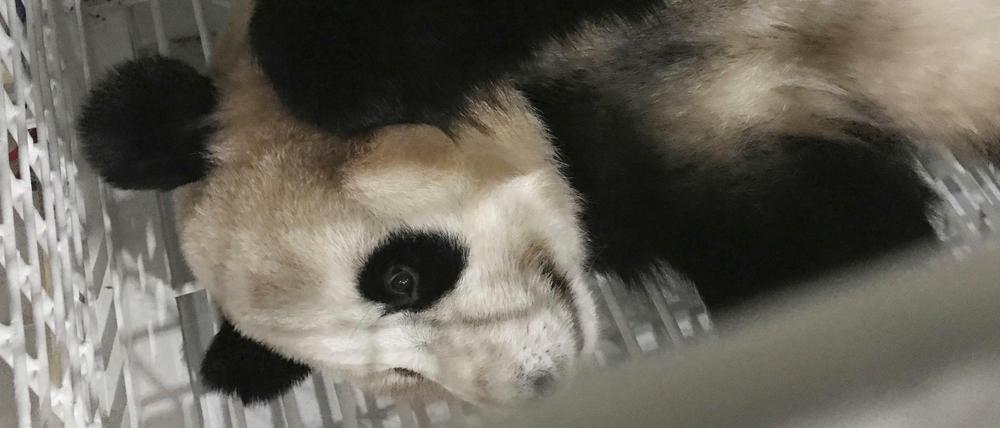 Bald sind die Pandas in Berlin.
