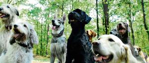 Tierliebe. In Berlin wohnen besonders viele Hunde.
