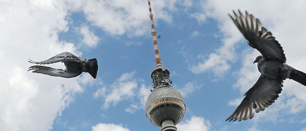 Im Anflug. Berlins Tauben sind für viele ein Problem.